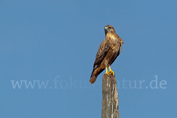 Adlerbussard (Buteo rufinus)