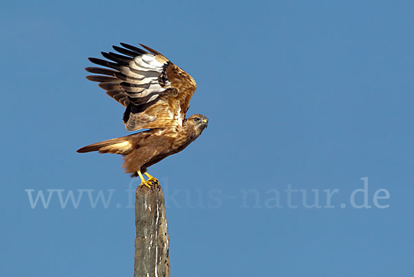 Adlerbussard (Buteo rufinus)