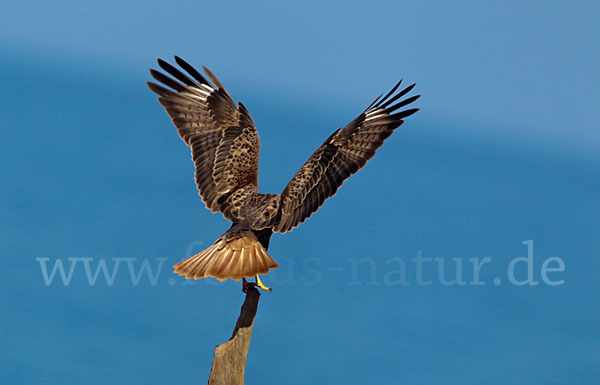 Adlerbussard (Buteo rufinus)