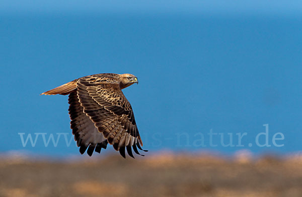 Adlerbussard (Buteo rufinus)