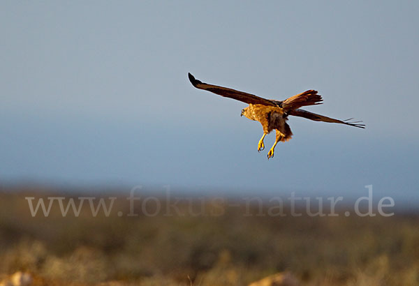 Adlerbussard (Buteo rufinus)