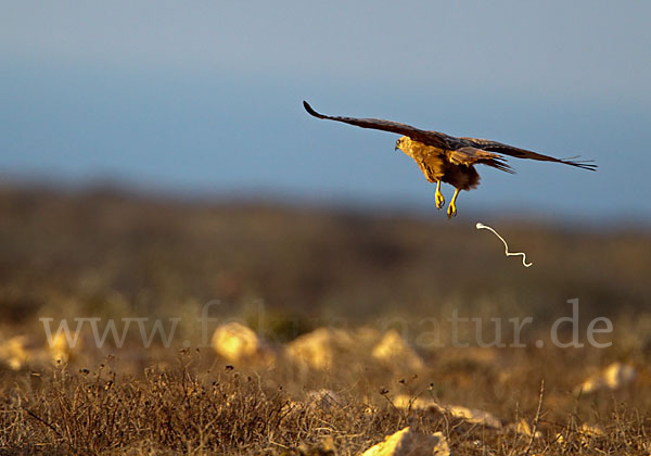 Adlerbussard (Buteo rufinus)