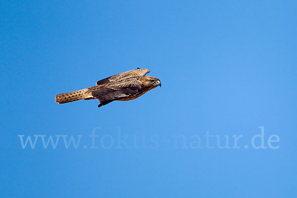 Adlerbussard (Buteo rufinus)