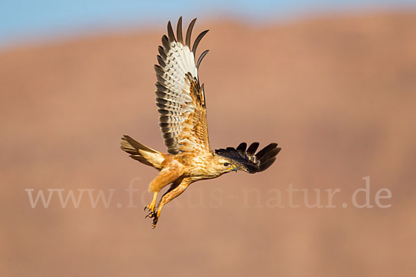 Adlerbussard (Buteo rufinus)