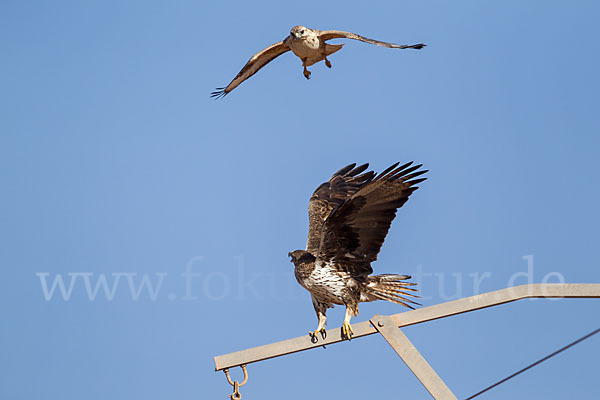 Adlerbussard (Buteo rufinus)