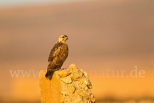 Adlerbussard (Buteo rufinus)