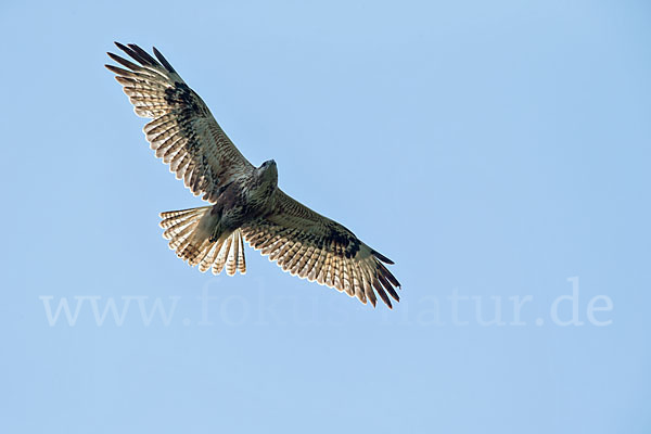 Adlerbussard (Buteo rufinus)