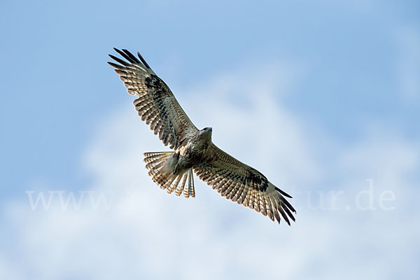 Adlerbussard (Buteo rufinus)