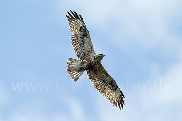 Adlerbussard (Buteo rufinus)