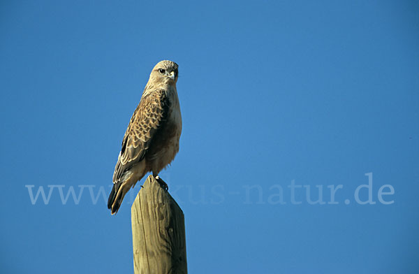 Adlerbussard sspec. (Buteo rufinus cirtensis)