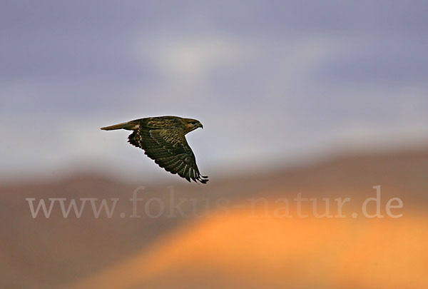 Adlerbussard sspec. (Buteo rufinus cirtensis)