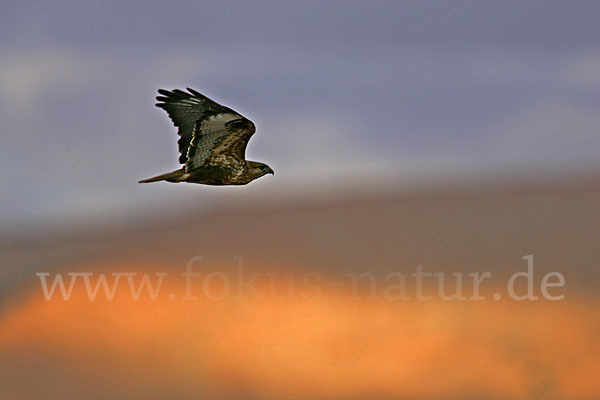 Adlerbussard sspec. (Buteo rufinus cirtensis)