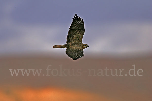 Adlerbussard sspec. (Buteo rufinus cirtensis)