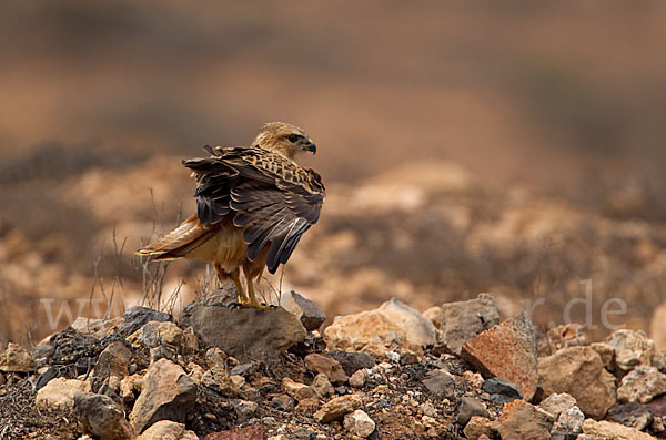 Adlerbussard sspec. (Buteo rufinus cirtensis)