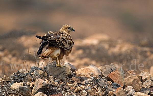 Adlerbussard sspec. (Buteo rufinus cirtensis)