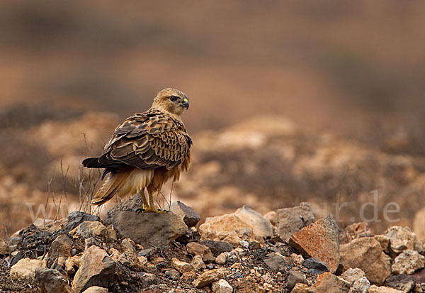 Adlerbussard sspec. (Buteo rufinus cirtensis)