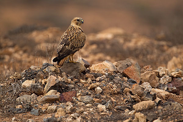 Adlerbussard sspec. (Buteo rufinus cirtensis)