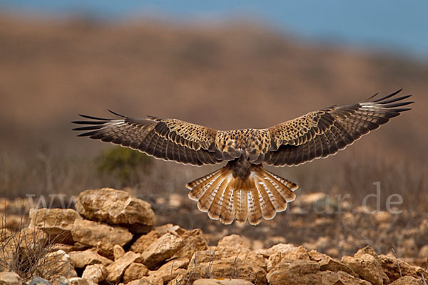 Adlerbussard sspec. (Buteo rufinus cirtensis)