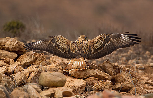 Adlerbussard sspec. (Buteo rufinus cirtensis)