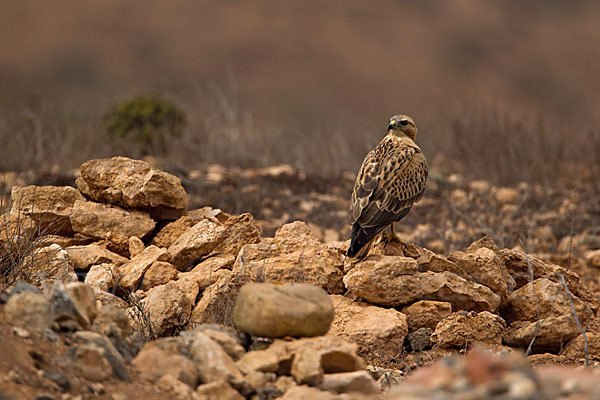 Adlerbussard sspec. (Buteo rufinus cirtensis)