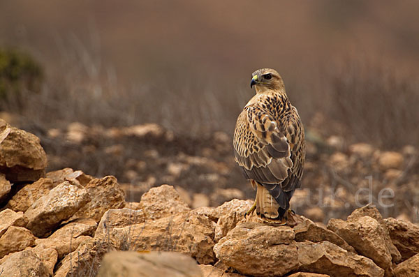 Adlerbussard sspec. (Buteo rufinus cirtensis)