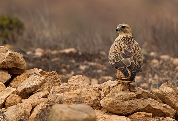 Adlerbussard sspec. (Buteo rufinus cirtensis)