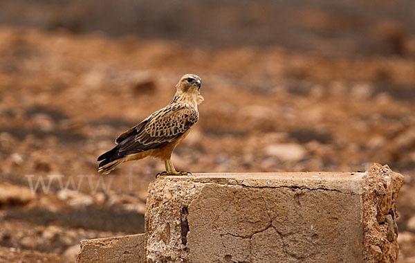 Adlerbussard sspec. (Buteo rufinus cirtensis)