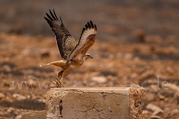 Adlerbussard sspec. (Buteo rufinus cirtensis)