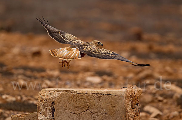 Adlerbussard sspec. (Buteo rufinus cirtensis)