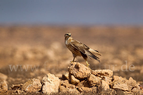 Adlerbussard sspec. (Buteo rufinus cirtensis)