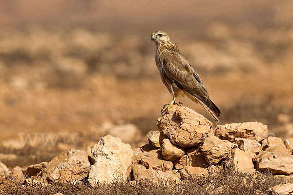 Adlerbussard sspec. (Buteo rufinus cirtensis)