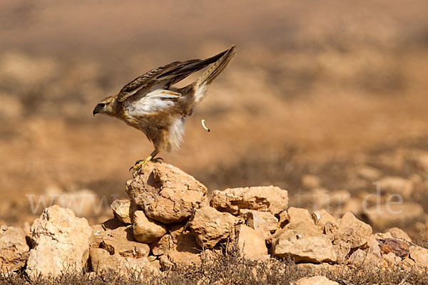 Adlerbussard sspec. (Buteo rufinus cirtensis)