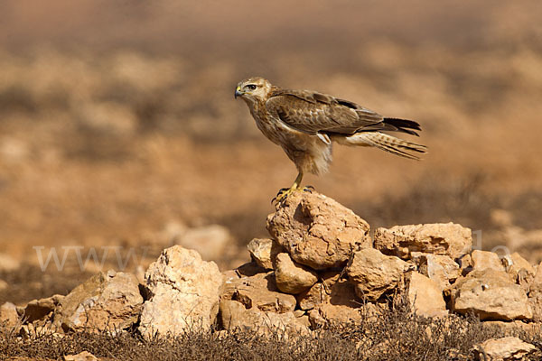 Adlerbussard sspec. (Buteo rufinus cirtensis)