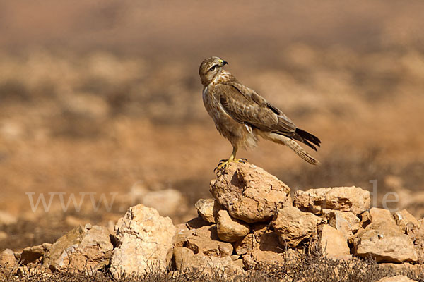 Adlerbussard sspec. (Buteo rufinus cirtensis)