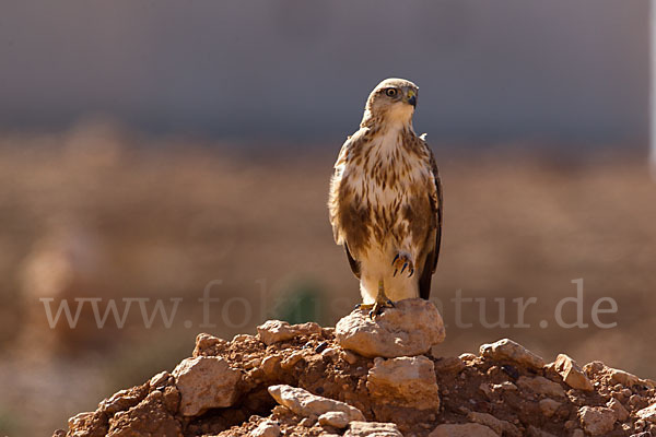 Adlerbussard sspec. (Buteo rufinus cirtensis)