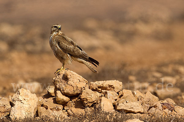 Adlerbussard sspec. (Buteo rufinus cirtensis)