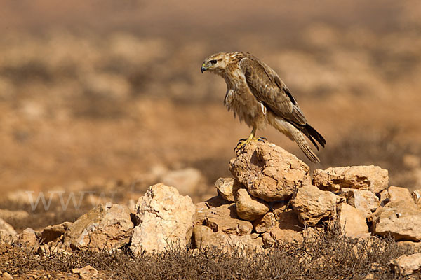 Adlerbussard sspec. (Buteo rufinus cirtensis)