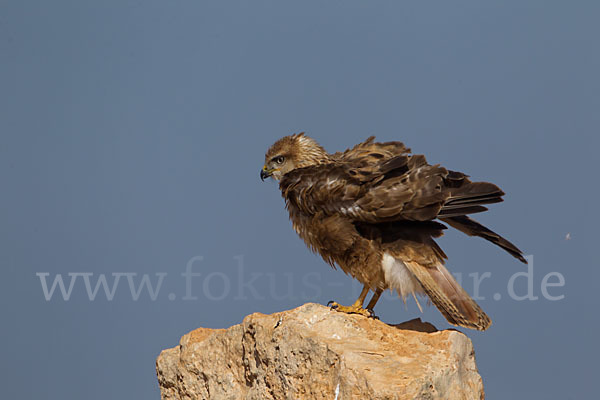 Adlerbussard sspec. (Buteo rufinus cirtensis)