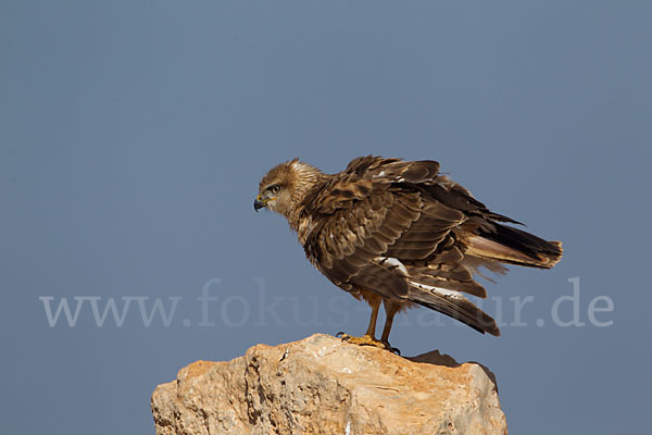 Adlerbussard sspec. (Buteo rufinus cirtensis)