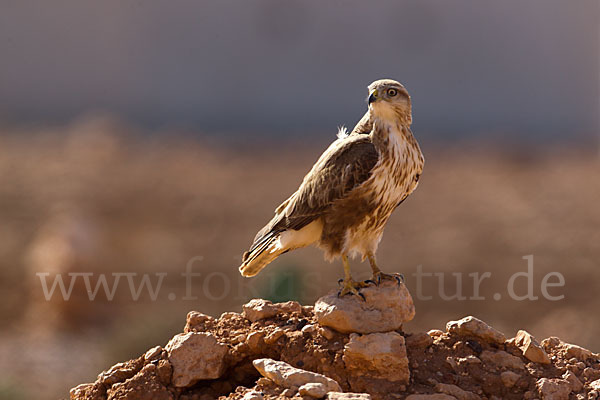 Adlerbussard sspec. (Buteo rufinus cirtensis)