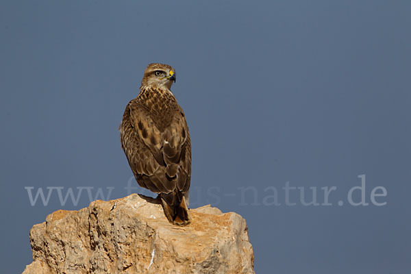 Adlerbussard sspec. (Buteo rufinus cirtensis)