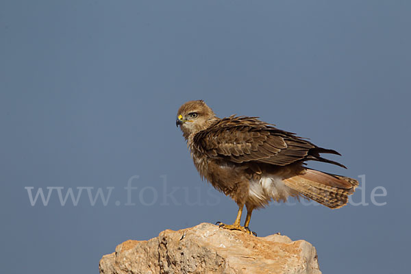 Adlerbussard sspec. (Buteo rufinus cirtensis)