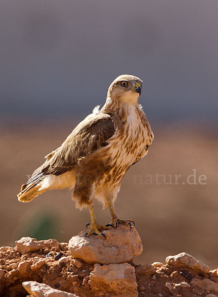 Adlerbussard sspec. (Buteo rufinus cirtensis)