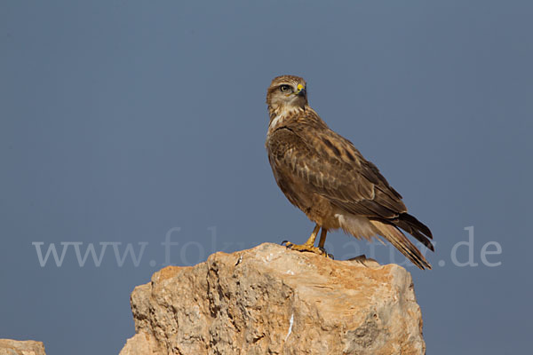 Adlerbussard sspec. (Buteo rufinus cirtensis)