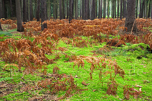 Adlerfarn (Pteridium aquilinum)