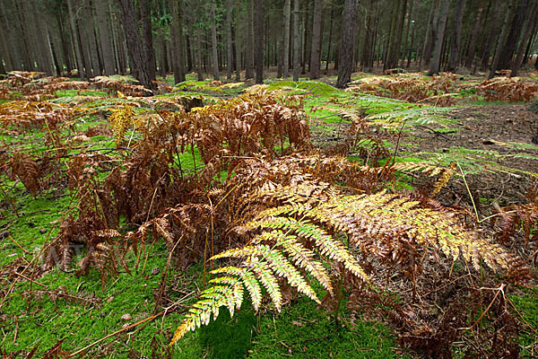 Adlerfarn (Pteridium aquilinum)