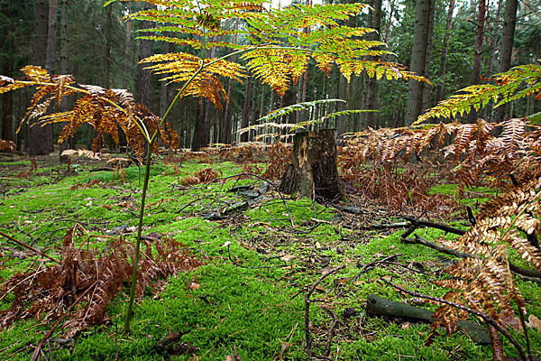 Adlerfarn (Pteridium aquilinum)