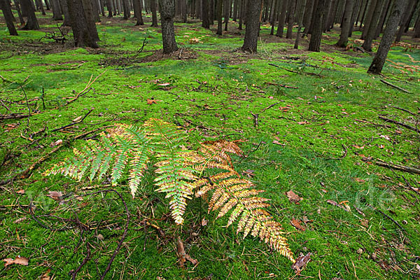 Adlerfarn (Pteridium aquilinum)