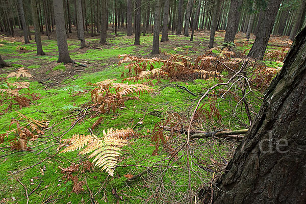 Adlerfarn (Pteridium aquilinum)