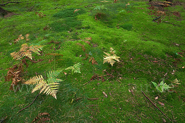 Adlerfarn (Pteridium aquilinum)